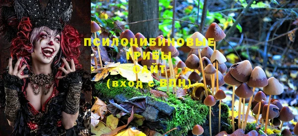 прущие грибы Магадан